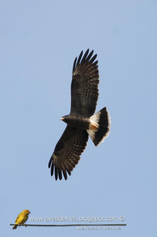 Caracolero (Snail Kite) Rostrhamus sociabilis Caracolero (Snail Kite) Rostrhamus sociabilis
