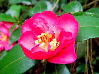 Flores de otoño y un adelanto de nuestra Saleta's Shop. ¡Bienvenidos!