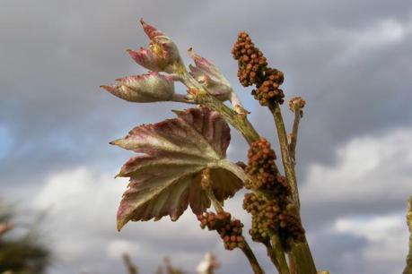 detalle brote  albariño