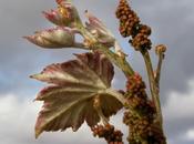 Bodegas Nanclares
