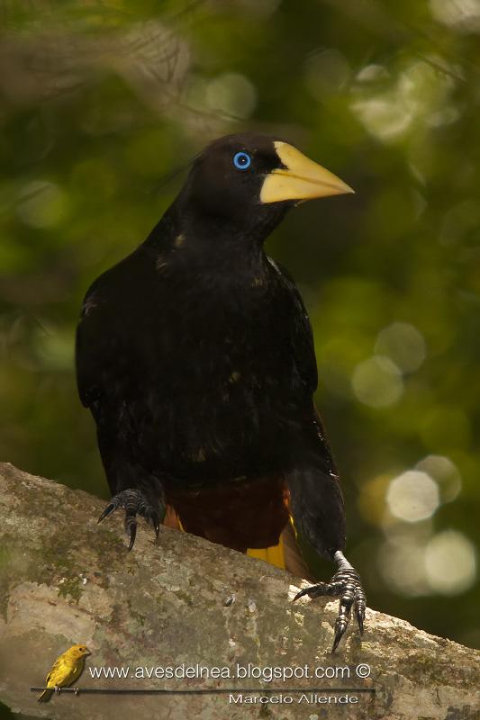 Yapú (Crested Oropendola) Psarocolius decumanus
