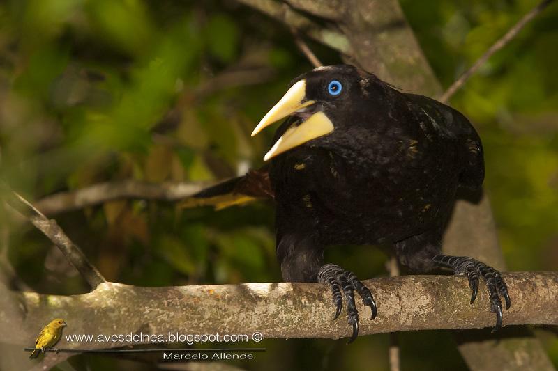 Yapú (Crested Oropendola) Psarocolius decumanus