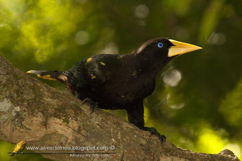 Yapú (Crested Oropendola) Psarocolius decumanus