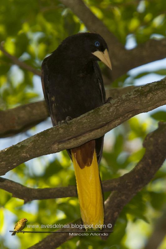 Yapú (Crested Oropendola) Psarocolius decumanus