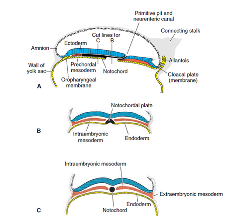 Plato precordal, cefalización y boca en estado embrionario