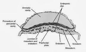 Plato precordal, cefalización y boca en estado embrionario