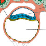 Gástrula humana y el primer poro embrionario