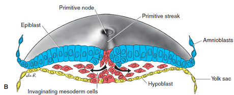 Gástrula humana y el primer poro embrionario