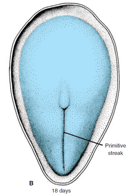 Introducción a la gástrula madura