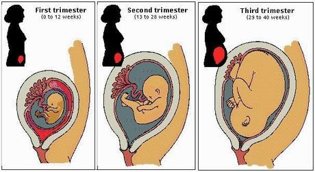 Introducción al embarazo