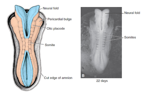 Introducción al mesodermo paraxial Introducción al mesodermo paraxial