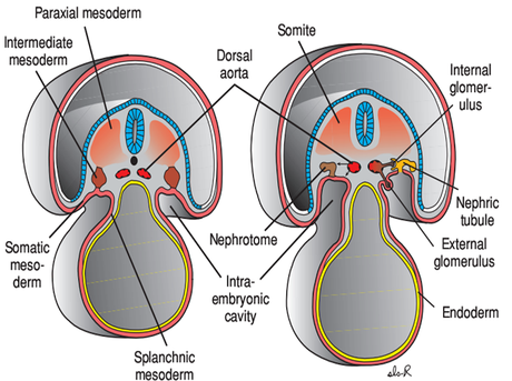 Mesodermo paraxial