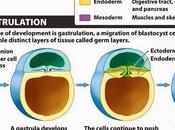 Introducción mesodermo gastrular