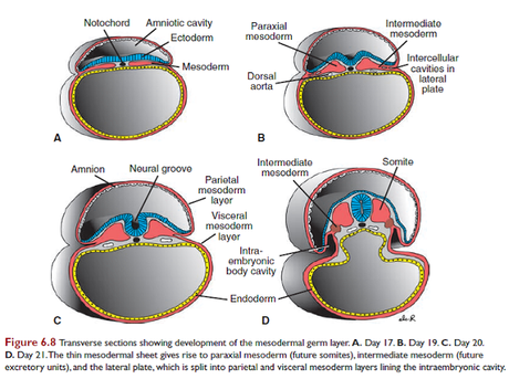 Introducción al mesodermo gastrular