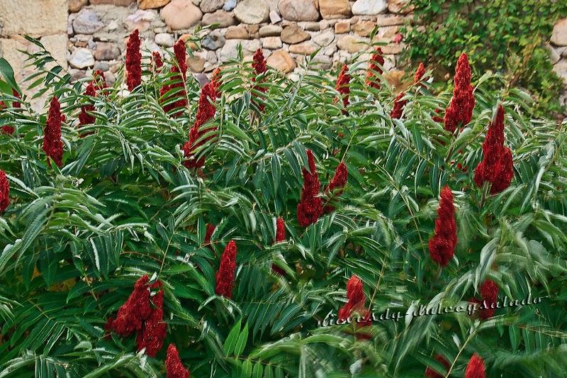 CHUTNEY DE MANGO Y ZUMAQUE