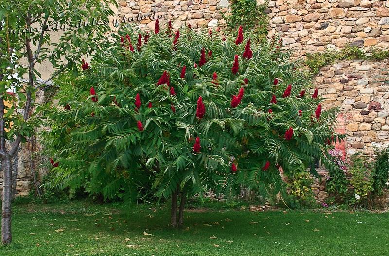 CHUTNEY DE MANGO Y ZUMAQUE