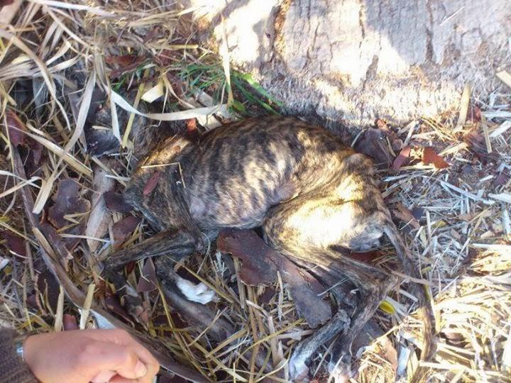 URGENTISIMO ACOGIDA PARA GALGO. (CÓRDOBA)