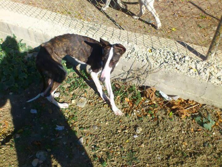URGENTISIMO ACOGIDA PARA GALGO. (CÓRDOBA)