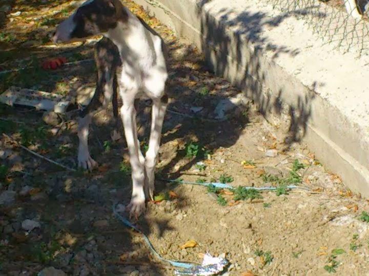 URGENTISIMO ACOGIDA PARA GALGO. (CÓRDOBA)