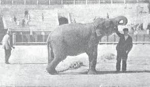 Aquí vemos al elefante Nerón, antes de comenzar el 'espectáculo'. Madrid, 1898