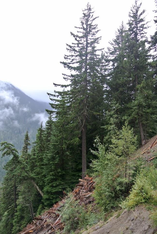 Inspiración: Otoño en Mount Rainier, Washington