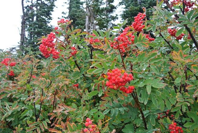 Inspiración: Otoño en Mount Rainier, Washington