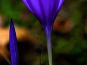 Crocus nudiflorus. azafrán silvestre (Crocus nudifloru...