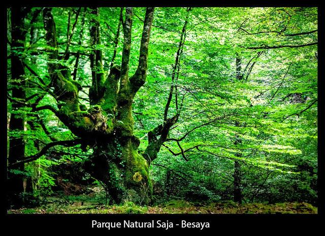 El haya. El haya .Fagus sylvatica, haya común. Es un árbo...