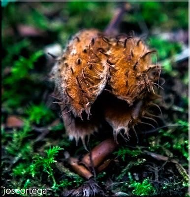El haya. El haya .Fagus sylvatica, haya común. Es un árbo...