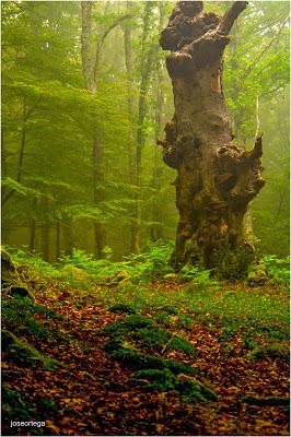 El haya. El haya .Fagus sylvatica, haya común. Es un árbo...