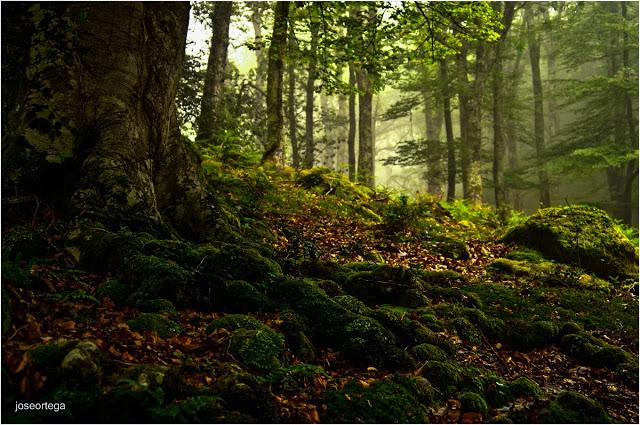 El haya. El haya .Fagus sylvatica, haya común. Es un árbo...