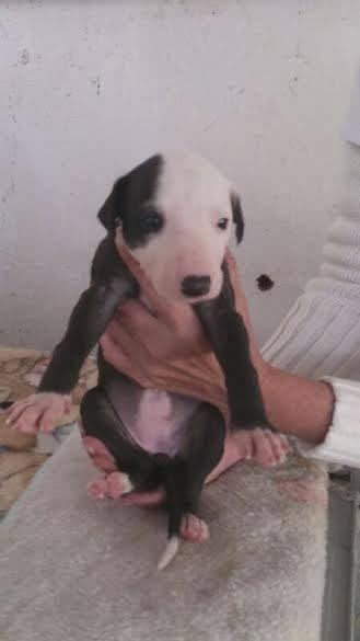 Familia de galgos al completo, (los papas y los cachorros) en adopción.