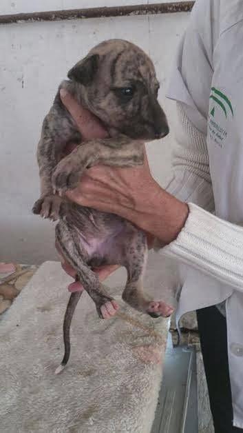 Familia de galgos al completo, (los papas y los cachorros) en adopción.