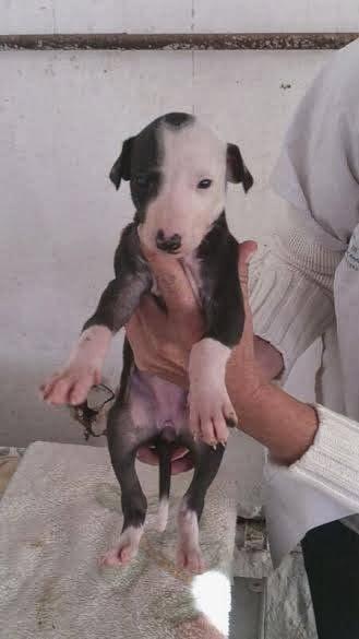 Familia de galgos al completo, (los papas y los cachorros) en adopción.