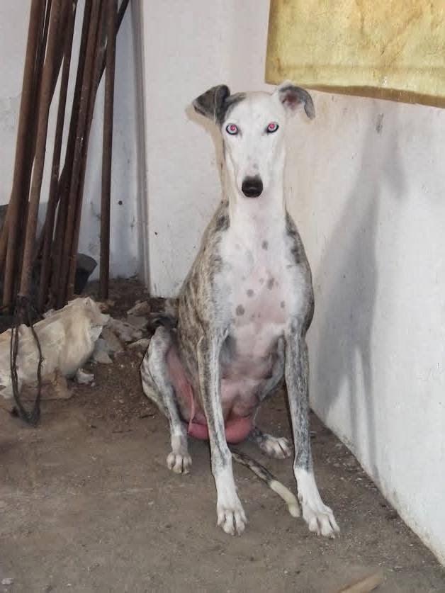 Familia de galgos al completo, (los papas y los cachorros) en adopción.