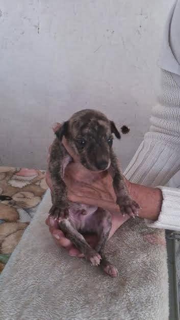 Familia de galgos al completo, (los papas y los cachorros) en adopción.