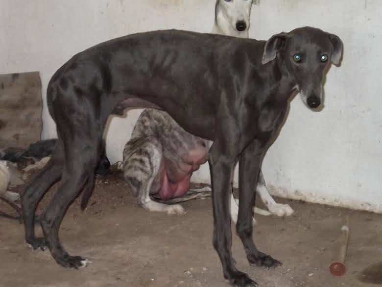 Familia de galgos al completo, (los papas y los cachorros) en adopción.