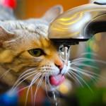 Deshidratación en los gatos