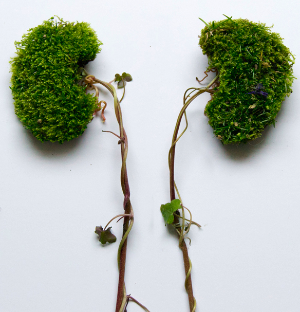 TUS ÓRGANOS VITALES EN FLOR