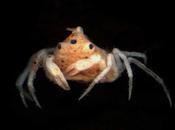 Blinky, cangrejo tres ojos realidad cangrejos