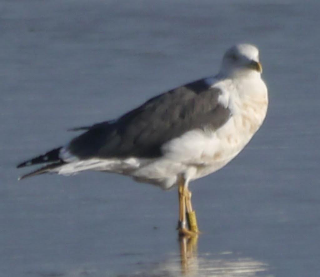Algunas gaviotas anilladas (3)