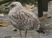 Algunas gaviotas anilladas