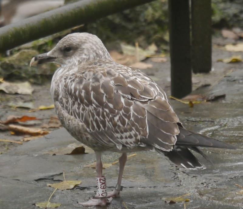 Algunas gaviotas anilladas (3)
