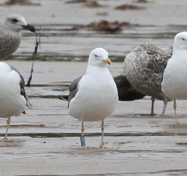 Algunas gaviotas anilladas (3)