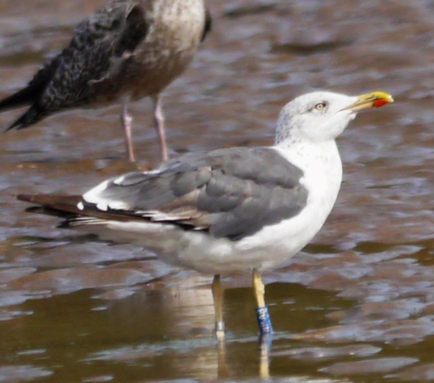 Algunas gaviotas anilladas (3)