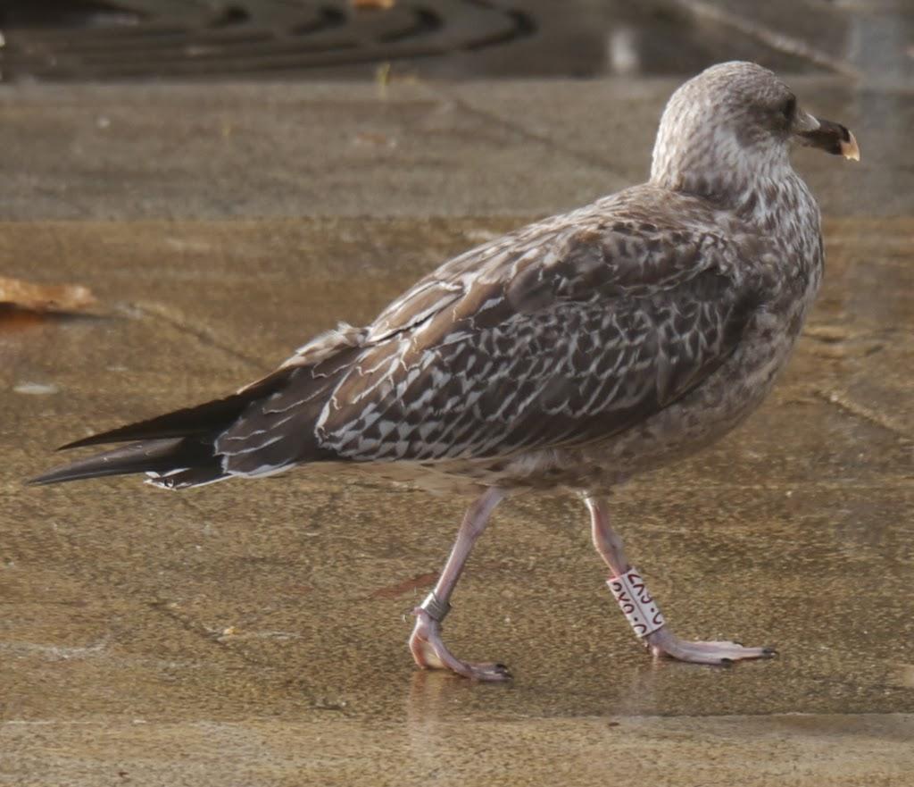 Algunas gaviotas anilladas (3)