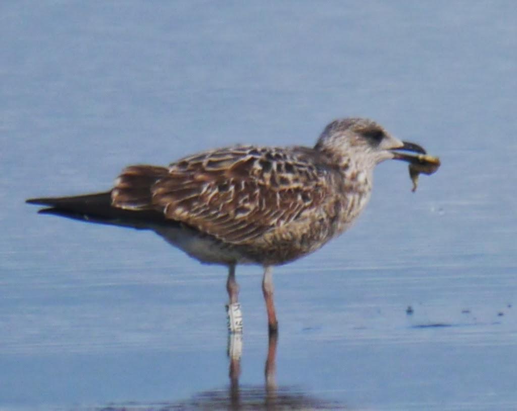 Algunas gaviotas anilladas (3)