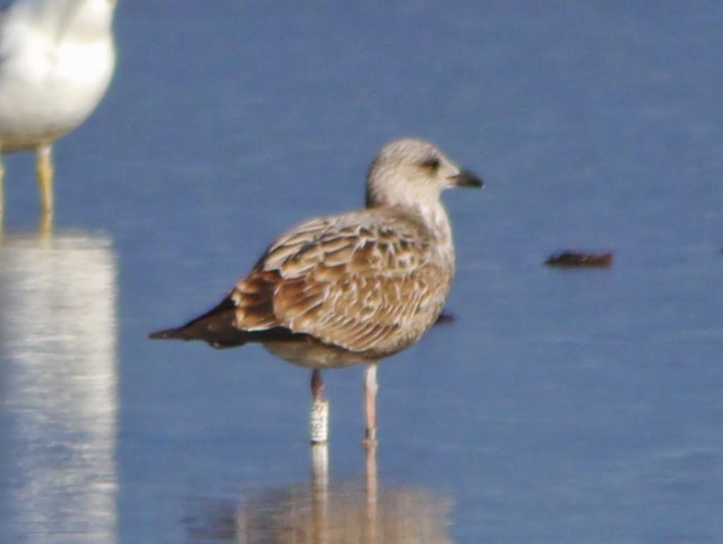 Algunas gaviotas anilladas (3)