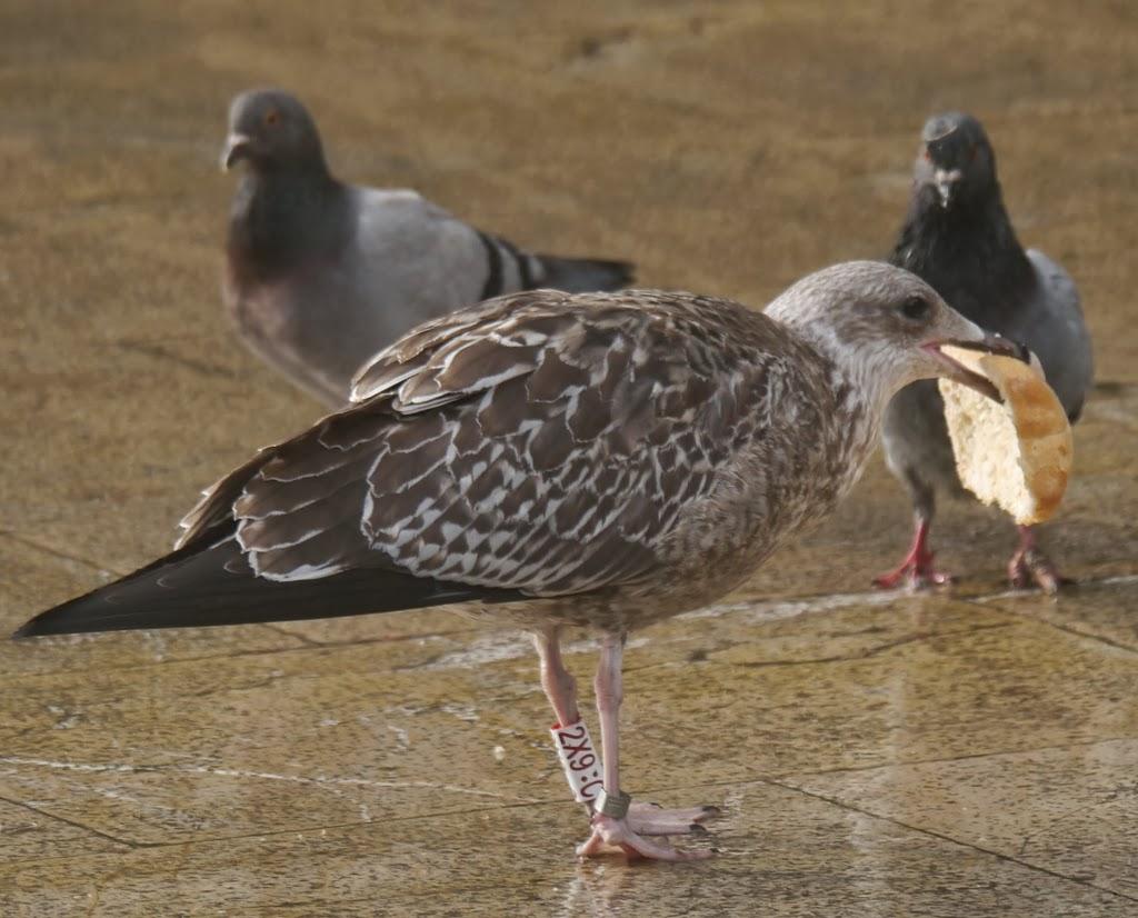 Algunas gaviotas anilladas (3)