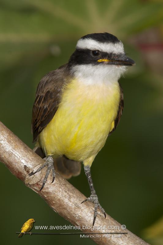 Benteveo común (Great kiskadee) Pitangus sulphuratus